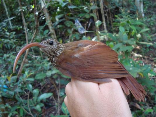 亚马逊雨林发现15种新鸟类