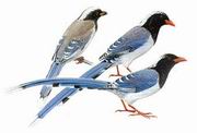 红嘴蓝鹊 Red-billed Blue Magpie