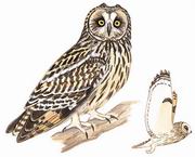 短耳鸮 Short-eared Owl