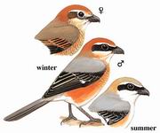 牛头伯劳 Bull-headed Shrike