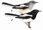 鹊鸲 Oriental Magpie-Robin