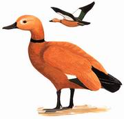 赤麻鸭 Ruddy Shelduck