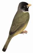 领雀嘴鹎 Collared Finchbill