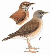 白腹鸫 Pale Thrush