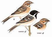 苇鹀 Pallas's Bunting