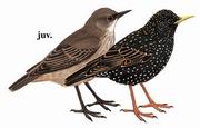紫翅椋鸟 Common Starling