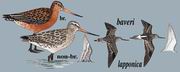 斑尾塍鹬 Bar-tailed Godwit