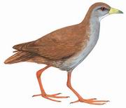 红脚田鸡（原：红脚苦恶鸟） Brown Crake