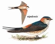 金腰燕 Red-rumped Swallow