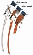 寿带 Asian Paradise-Flycatcher