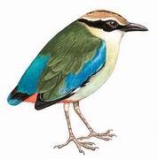 仙八色鸫 Fairy Pitta