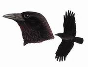 小嘴乌鸦 Carrion Crow