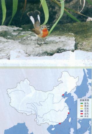 红胸姬鹟 Red-breasted Flycatcher