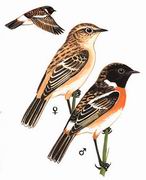 东亚石䳭 Stejneger’s Stonechat