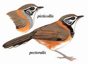 黑领噪鹛 Greater Necklaced Laughingthrush