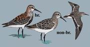 黑腹滨鹬 Dunlin