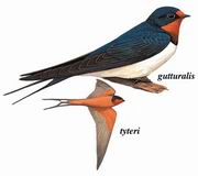 家燕 Barn Swallow