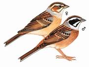 三道眉草鹀 Meadow Bunting