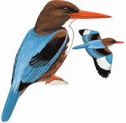 白胸翡翠 White-throated Kingfisher