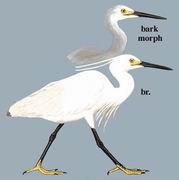 白鹭 Little Egret