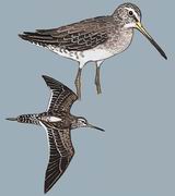 长嘴半蹼鹬（原：长嘴鹬） Long-billed Dowitcher