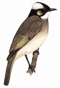 白头鹎 Light-vented Bulbul