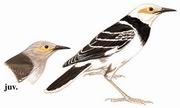 黑领椋鸟 Black-collared Starling