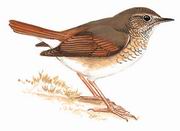 红尾歌鸲 Rufous-tailed Robin