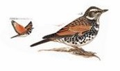 斑鸫 Dusky Thrush