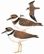 长嘴剑鸻 Long-billed Plover