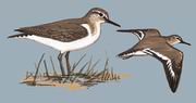 矶鹬 Common Sandpiper