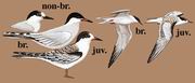 普通燕鸥 Common Tern
