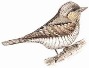 蚁䴕 Eurasian Wryneck