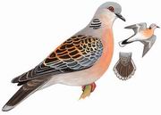 山斑鸠 Oriental Turtle Dove