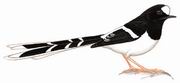 白冠燕尾 White-crowned Forktail