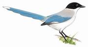灰喜鹊 Azure-winged Magpie