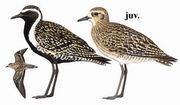 金斑鸻 Pacific Golden Plover