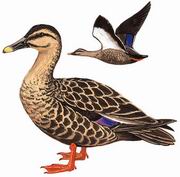 斑嘴鸭 Chinese Spot-billed Duck