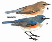 红胁蓝尾鸲 Orange-flanked Bush-Robin