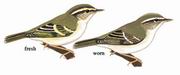 黄眉柳莺 Yellow-browed Warbler
