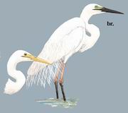 大白鹭 Large Egret