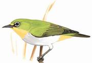 暗绿绣眼鸟 Swinhoe's White-eye