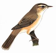 黑眉苇莺 Black-browed Reed Warbler