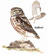 纵纹腹小鸮 Little Owl