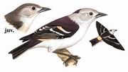 北椋鸟 Purple-backed Starling