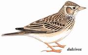 云雀 Eurasian Skylark