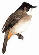 黄臀鹎 Brown-breasted Bulbul