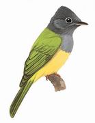 方尾鹟 Grey-headed Canary-Flycat