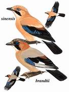 松鸦 Eurasian Jay