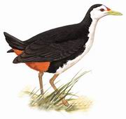 白胸苦恶鸟 White-breasted Waterhen